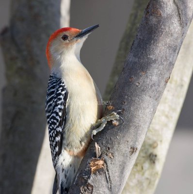 Red-bellied Woodpecker 0I9I8948.jpg