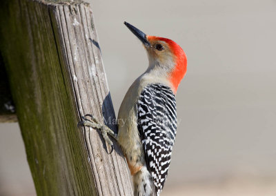 Red-bellied Woodpecker 0I9I8962.jpg