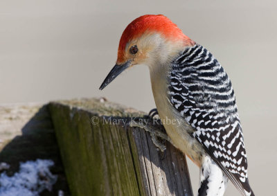 Red-bellied Woodpecker 0I9I8965.jpg
