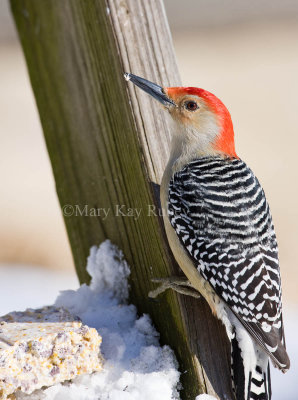 Red-bellied Woodpecker 0I9I8975.jpg