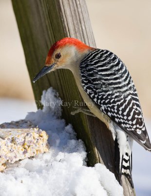Red-bellied Woodpecker 0I9I8976.jpg