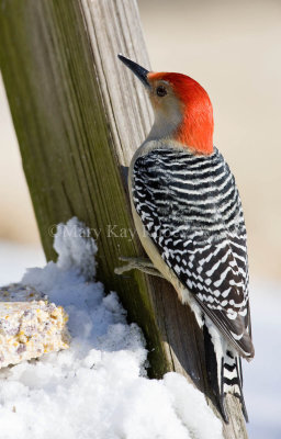 Red-bellied Woodpecker 0I9I8977.jpg