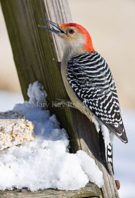 Red-bellied Woodpecker 0I9I8978.jpg