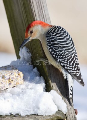Red-bellied Woodpecker 0I9I8979.jpg