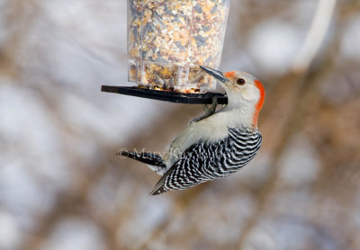 Red-bellied Woodpecker _11R1781.jpg
