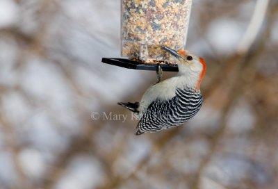 Red-bellied Woodpecker _11R1785.jpg