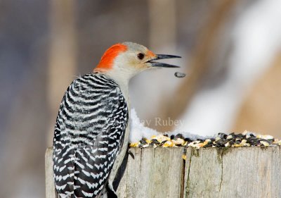 Red-bellied Woodpecker _H9G0605.jpg