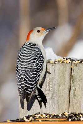 Red-bellied Woodpecker _H9G0615.jpg