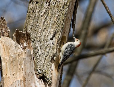 Red-bellied Woodpecker _I9I0391.jpg