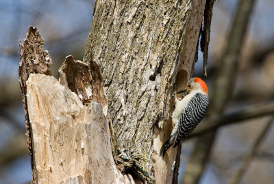 Red-bellied Woodpecker _I9I0399.jpg