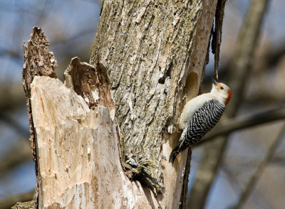 Red-bellied Woodpecker _I9I0405.jpg