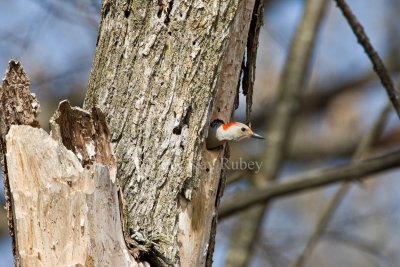 Red-bellied Woodpecker _I9I0414.jpg