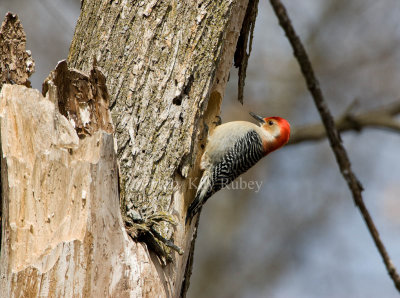 Red-bellied Woodpecker _I9I0431.jpg