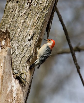 Red-bellied Woodpecker _I9I0440.jpg