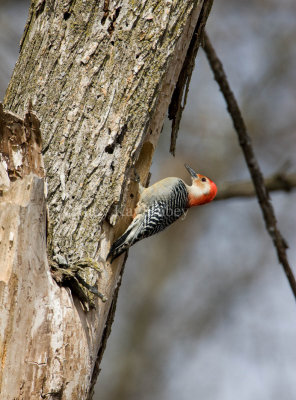 Red-bellied Woodpecker _I9I0443.jpg
