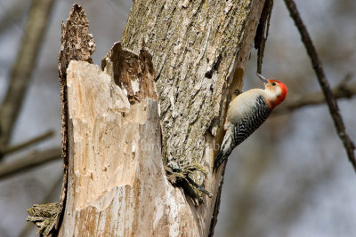 Red-bellied Woodpecker _I9I0445.jpg