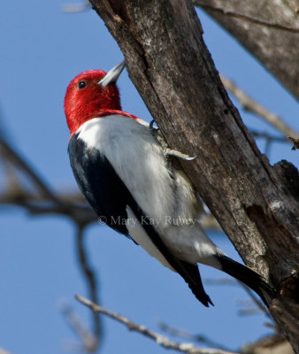 Red-headed Woodpecker _11R6486.jpg