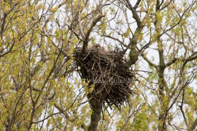 Red-tailed Hawk on nest _I9I4945.jpg