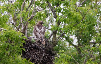 Red-tailed Hawk adult at nest _I9I9864.jpg
