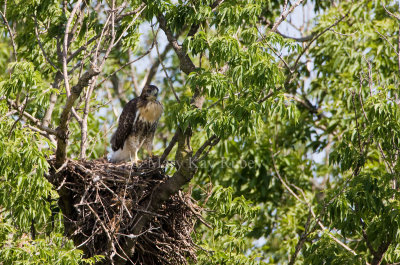 Red-tailed Hawk juv. at nest _I9I0689.jpg