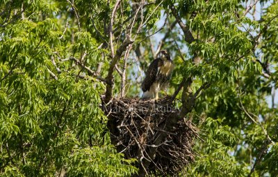 Red-tailed Hawk juv. at nest _I9I0695.jpg
