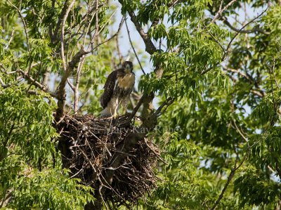 Red-tailed Hawk juv at nest _I9I0681.jpg