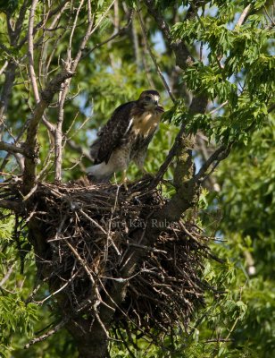 Red-tailed Hawk juv at nest _I9I0685.jpg