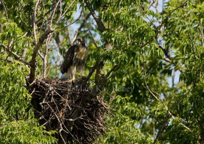Red-tailed Hawk juv at nest _I9I0695.jpg