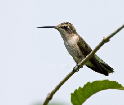 Ruby-throated Hummingbird _11R0778.jpg