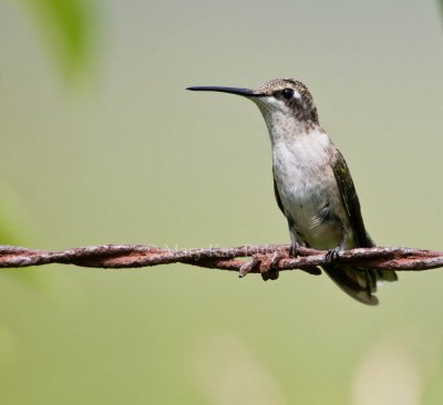 Ruby-throated Hummingbird _11R0787.jpg