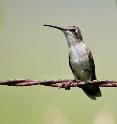 Ruby-throated Hummingbird _11R0788.jpg