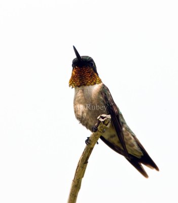 Ruby-throated Hummingbird _I9I7288.jpg
