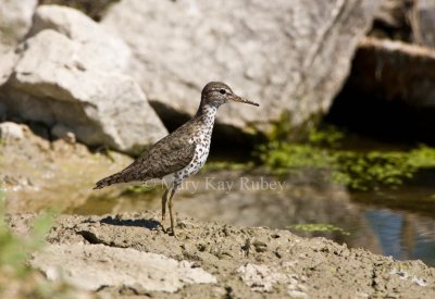 Spotted Sandpiper _11R9330.jpg