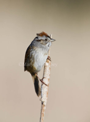 Swamp Sparrow _11R7774.jpg