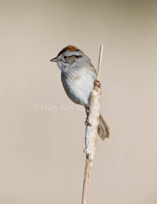 Swamp Sparrow _11R7778.jpg