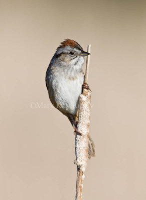 Swamp Sparrow _11R7788.jpg