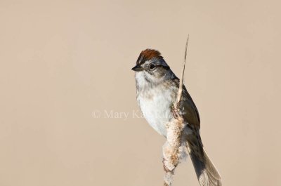 Swamp Sparrow _11R7711.jpg