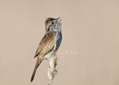 Swamp Sparrow _11R7717.jpg