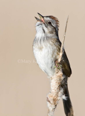 Swamp Sparrow _11R7739c.jpg