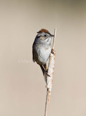 Swamp Sparrow _11R7750.jpg