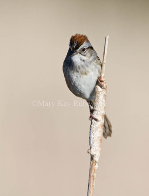 Swamp Sparrow _11R7758.jpg