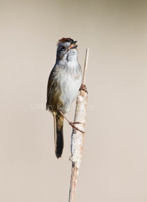 Swamp Sparrow _11R7768.jpg