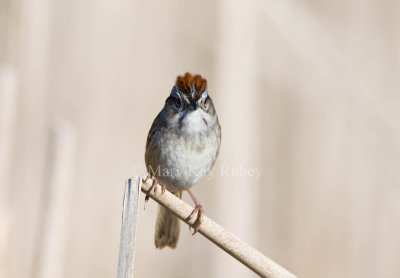 Swamp Sparrow _11R7799.jpg