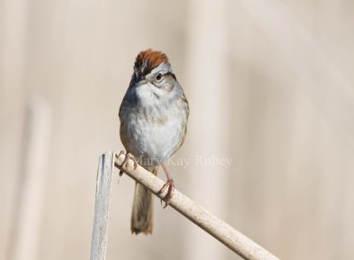 Swamp Sparrow _11R7800.jpg