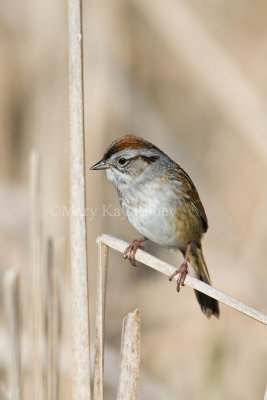 Swamp Sparrow _11R7808.jpg