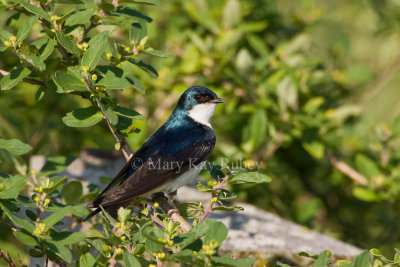 Tree Swallow _I9I0704.jpg