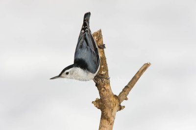 WHITE-BREASTED NUTHATCHES (Sitta carolinensis)