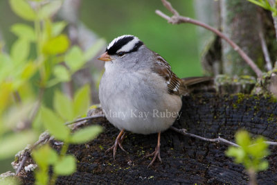 White-crowned Sparrow _11R6324.jpg