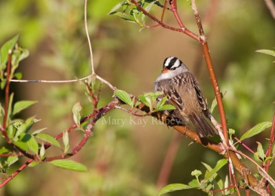 White-crowned Sparrow _11R7688.jpg