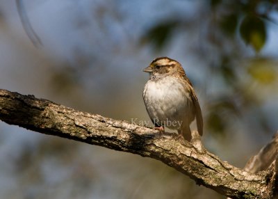 White-throated Sparrow _I9I5585.jpg